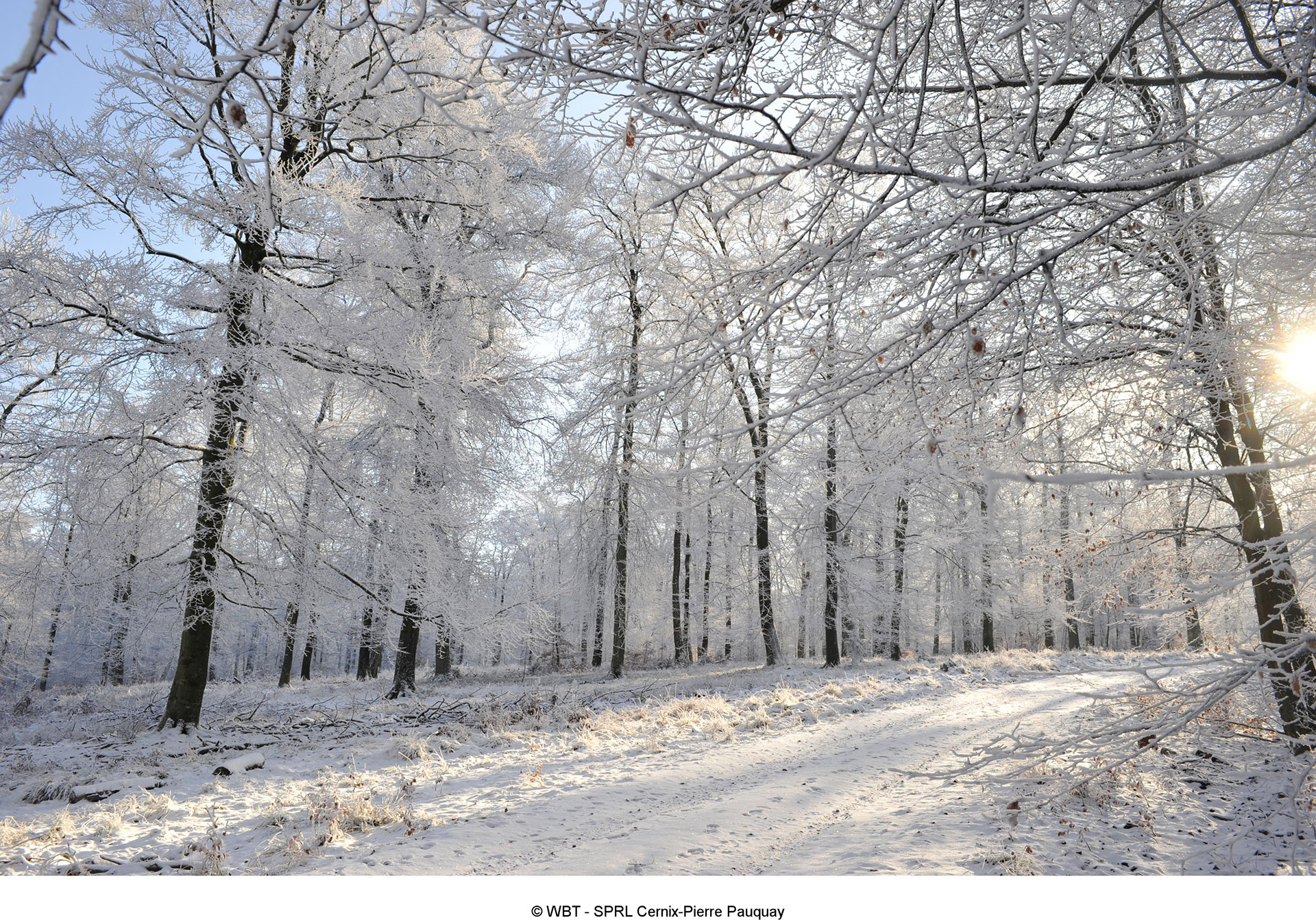 Forêt - Saint-Hubert - Hiver - neige - arbres - blanc
