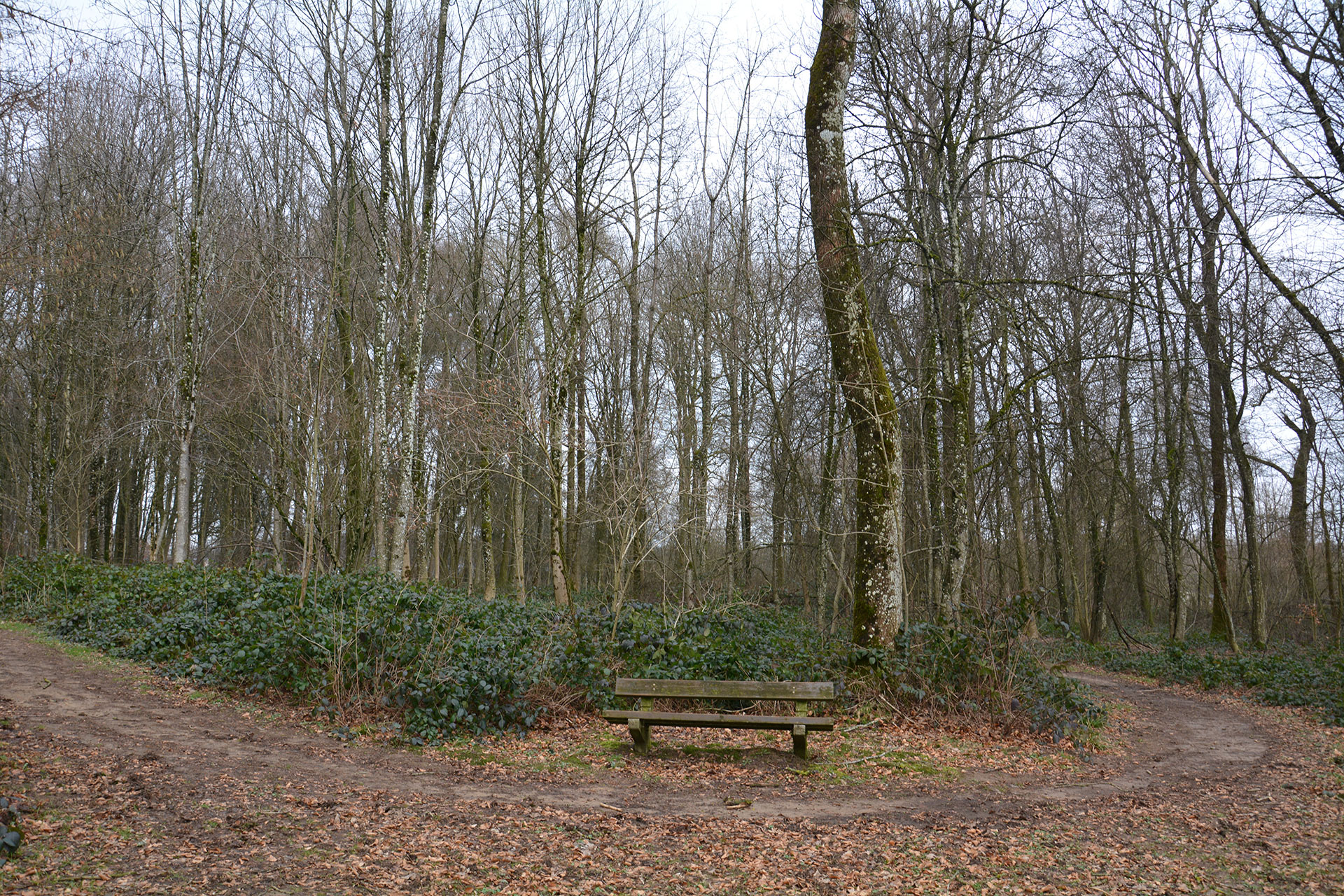 Arboretum - Bellefontaine - parcours didactique