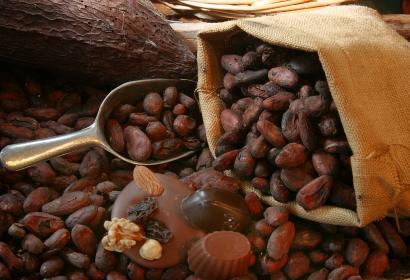 Chocolat - cacao - pure - fondant - au lait - blanc - noir
